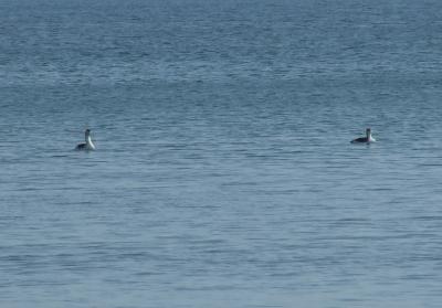 Прикрепленное изображение: 505-2.jpg